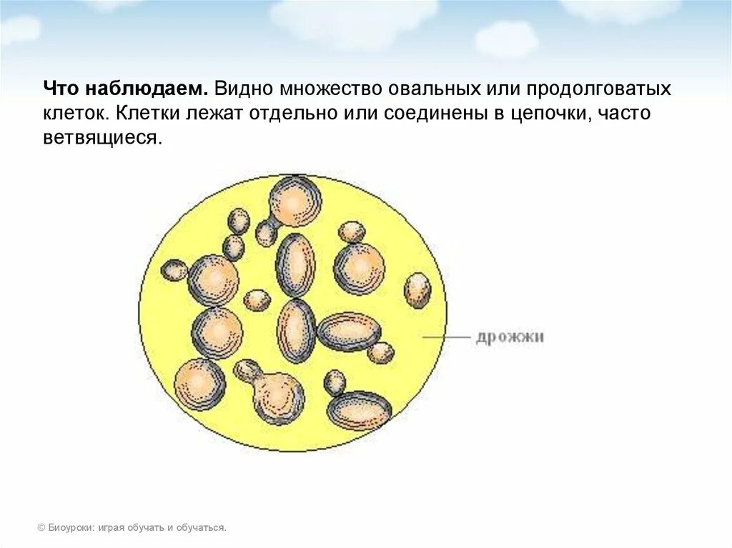 Тело пекарских дрожжей состоит из. Строение дрожжевой клетки 5 класс. Строение клетки дрожжей. Дрожжи грибы строение. Строение дрожжевой клетки 5 класс биология.