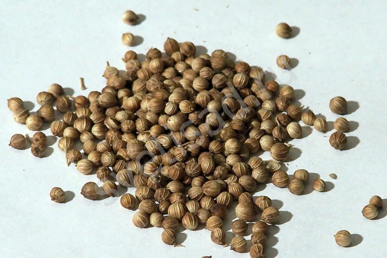 черно белые круглые семена. семена круглые коричневые. горчица красная семена. черные круглые семена. круглые семечки.