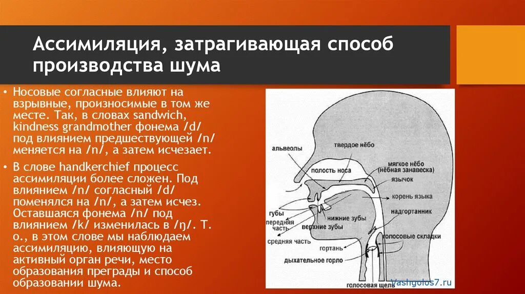 Ассимиляция. Ассимиляция в английском. Ассимиляция производства это. Ассимиляция это в психологии. Имп ассимиляция читать