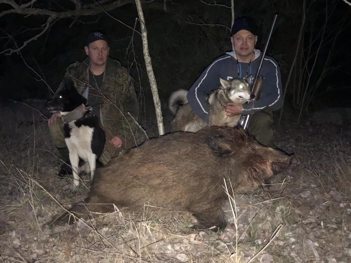 Охота с лайкой на кабана ночью. Лайка облаивает кабана. Зимняя охота на кабанов. Охота кабана охота кабанов. Лайки кабан видео.