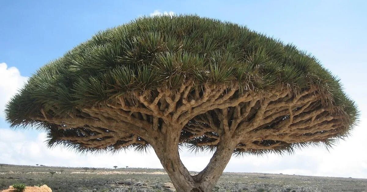 Драконово дерево где. Сокотра Драконово дерево. Dracaena cinnabari. Растения острова Сокотра. Растения Австралии драконовое дерево.
