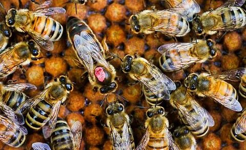 Queen bee