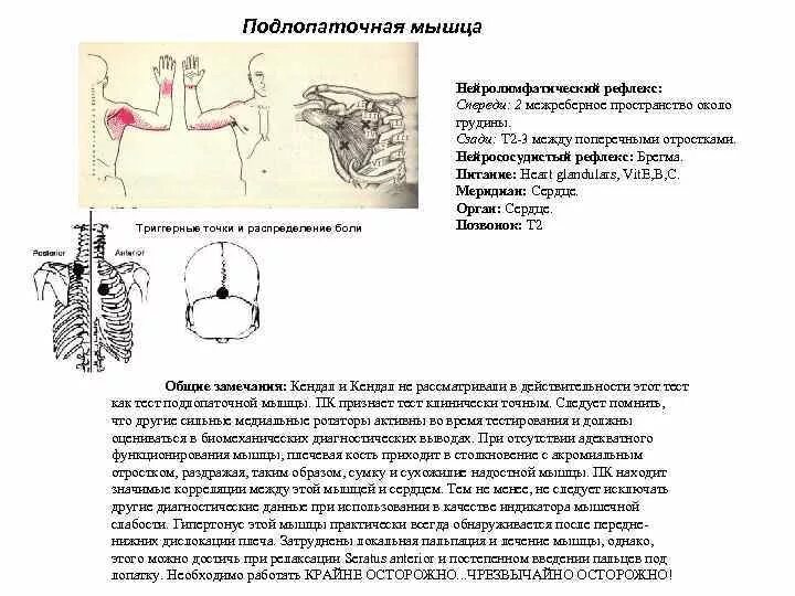 Иннервация и рефлексы. Тестирование подлопаточной мышцы кинезиология. ММТ подлопаточной мышцы. Прикладная кинезиология малая грудная мышца. Подлопаточная мышца триггерные точки.