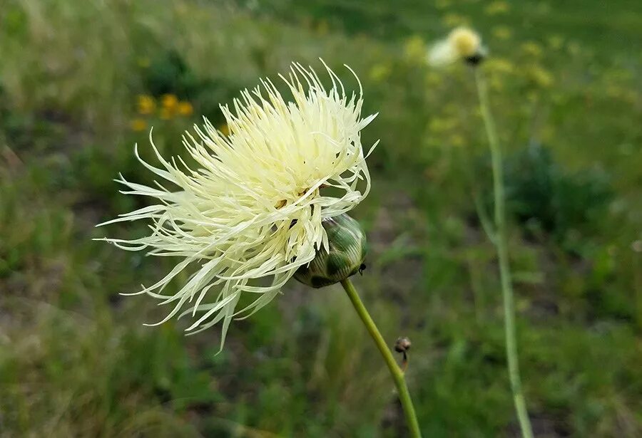 василек русский. василек фишера. василек русский. василёк талиева (centaurea taliewii kleop. василек талиева - centaurea taliewii.
