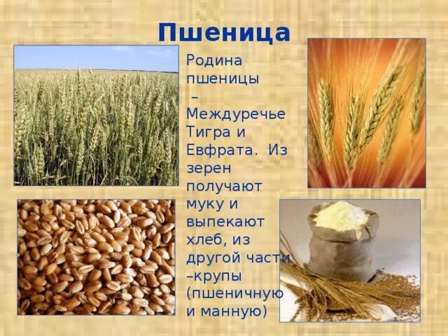 Центр происхождения твердой пшеницы. Родина твердых сортов пшеницы. родина мягкой пшеницы. родина растения пшеница.