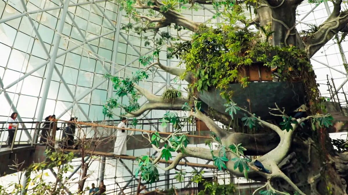 Green planet дубай. Зоопарк green planet дубай. оранжерея в дубае. оранжерею green planet.