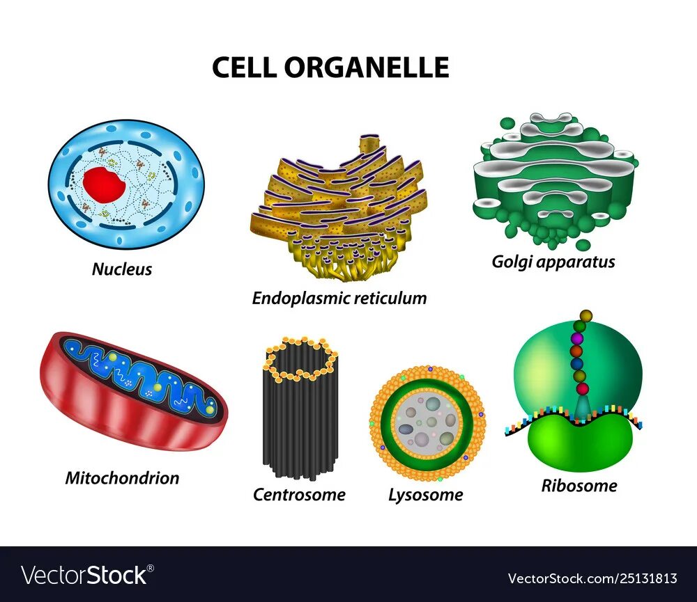 Set cell
