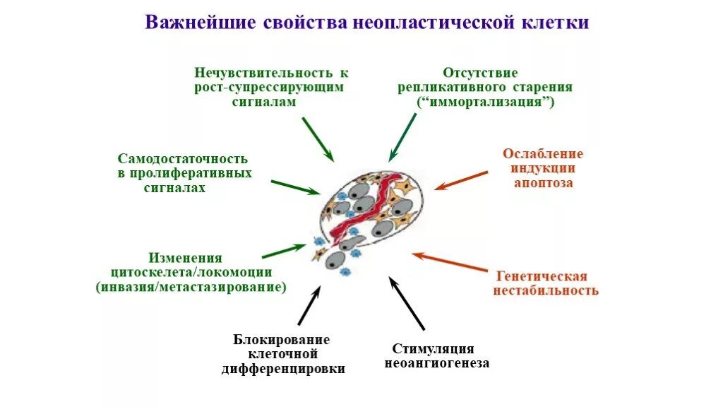 Биологические свойства клетки. Свойства неопластических клеток патофизиология. Характерные свойства опухолевых клеток. Злокачественная трансформация клеток. Основное свойство опухолевой клетки.