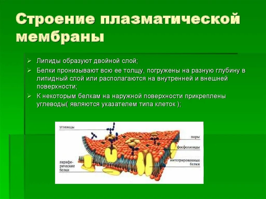 Основное свойство плазматической. Плазматическая клеточная мембрана особенности строения. Структура плазматической мембраны строение. Плазматическая мембрана строение и функции. Функции цитоплазматической мембраны.