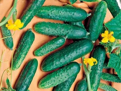 Собрать семена огурцов гибрид
