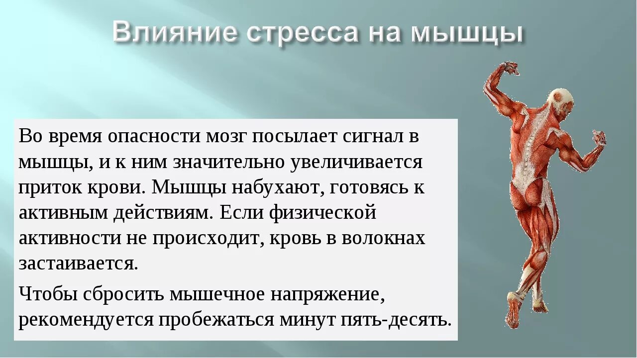 Стресс процессы в организме. Влияние стресса на мышцы. Влияние стресса на мышцы человека. Как стресс влияет на мышцы. Мышечная активность.