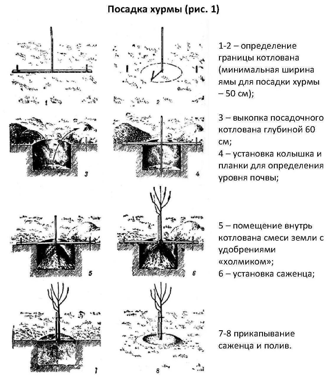 Посадка черешни весной саженцами в открытый грунт. Схема посадки саженцев плодовых деревьев. Схема посадка саженца плодовых деревьев. Схема посадки саженцев яблони. Схема посадочной ямы для яблони.