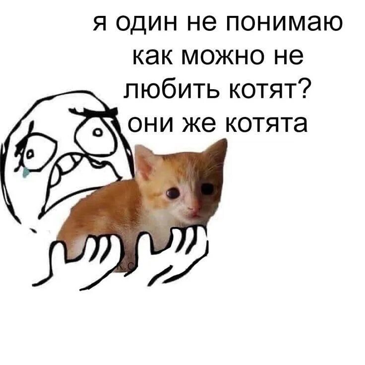 Мемы про котят. Мемы с котиками. Мемы с котятами. Мемы про котиков. Котенок Мем.