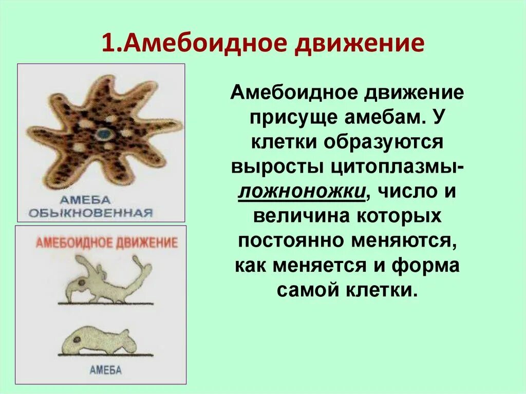 Активное передвижение характерно для. Амебоидное движение. Амебоидное движение примеры животных. Амебоидное движение характерно. Организмы амебоидного движения.