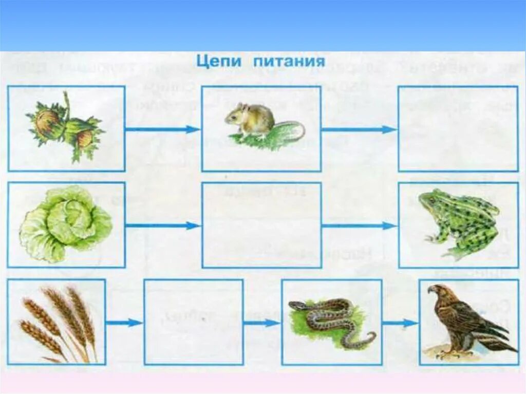 Цепи питания животных 3 класс окружающий мир рабочая тетрадь 1 часть. 2-3 Пищевых цепочек. Карточки по окружающему миру 3 класс цепи питания. Цепь питания 3 класс окружающий мир схема. Дополни цепи питания