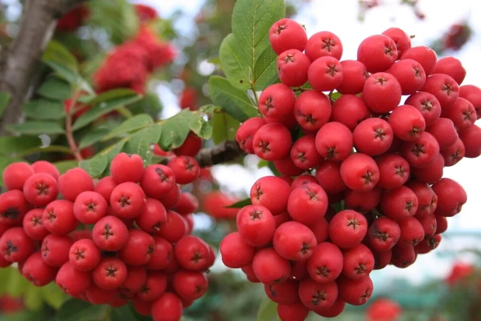 Рябина обыкновенная алая крупная. Рябина обыкновенная (Sorbus aucuparia l.). Рябина плодовая алая крупная. Рябина обыкновенная Сорбинка.