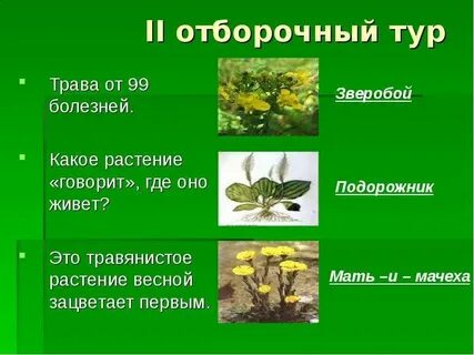 Какое растение жило
