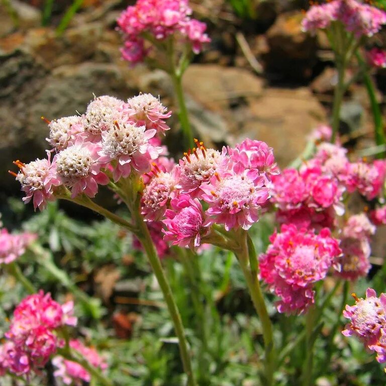 кошачья лапка двудомная antennaria dioica. кошачья лапка двудомная antennaria dioica. трава кошачьи лапки. антеннария двудомная antennaria dioica. кошачья лапка (антеннария двудомная) (antennaria dioica).
