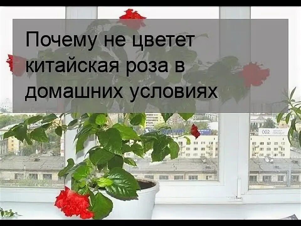 Почему не цветет китайский