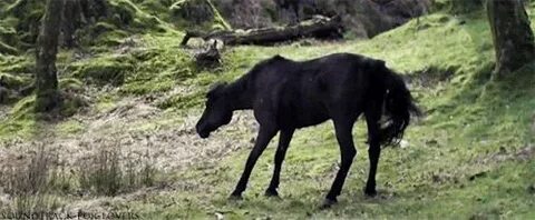 Horse but