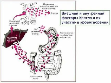 Анализ на париетальные клетки