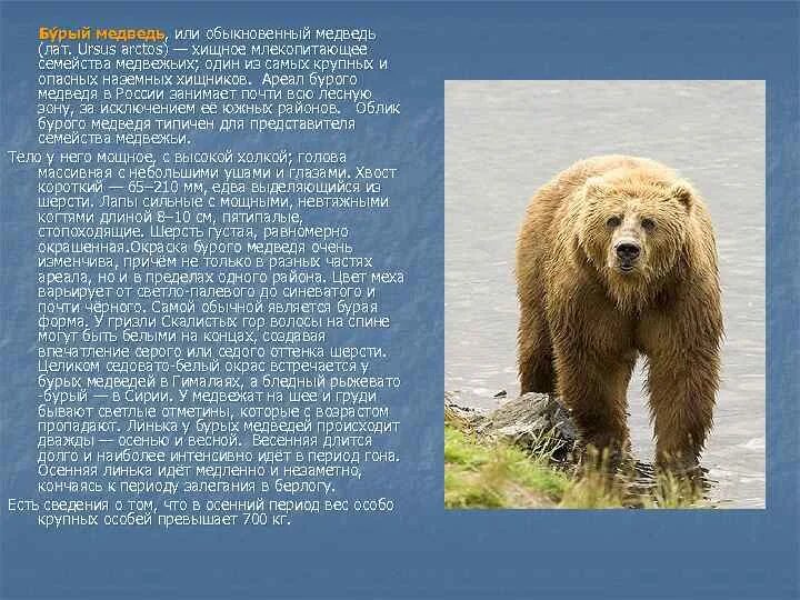 Описание медведя. Бурый медведь размеры и вес. Длина тела бурого медведя. Какая длина бурого медведя. Бурый медведь гризли в северной америке.
