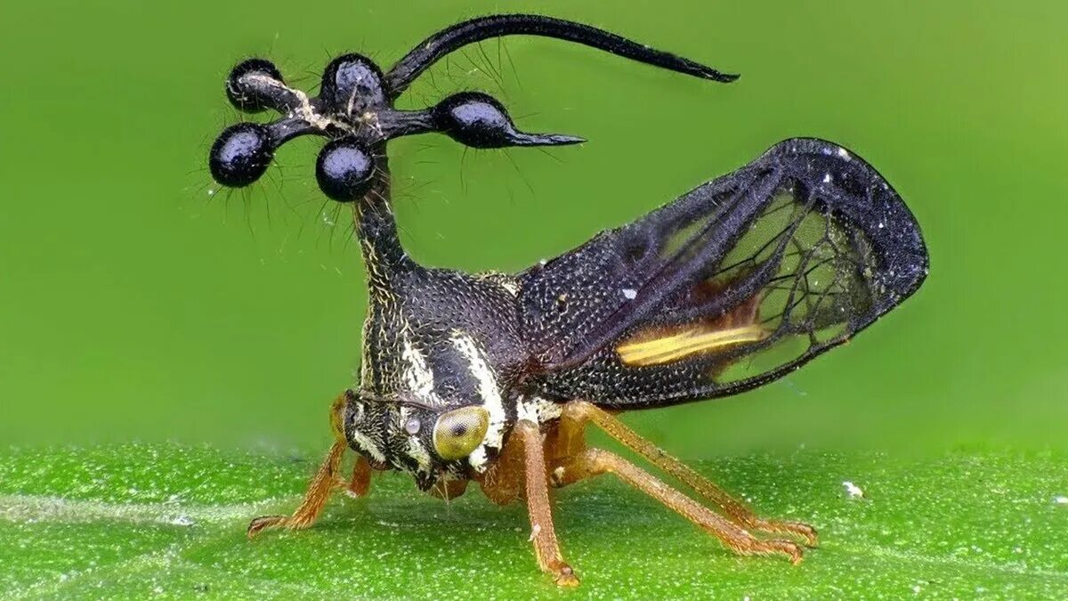 Бразильская горбатка. Жук Горбатка бразильская. Бразильская Горбатка (Bocydium globulare). Горбатка бразильская насекомое. Горбатка treehopper.