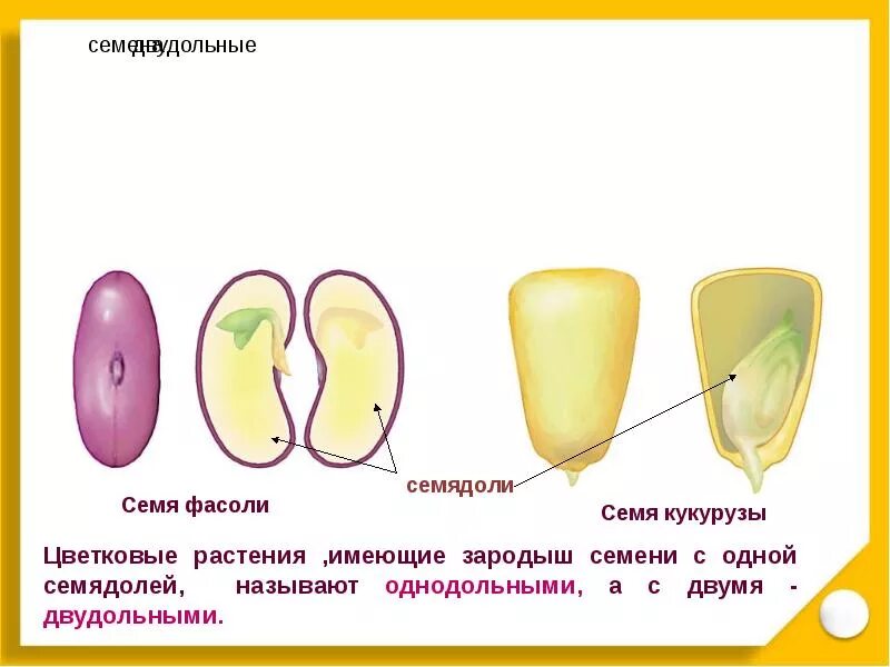 Строение семени однодольных и двудольных. Строение однодольного семени кукурузы. строение однодольного семени фасоли. строение семени фасоли и кукурузы. семя однодольного растения кукурузы.