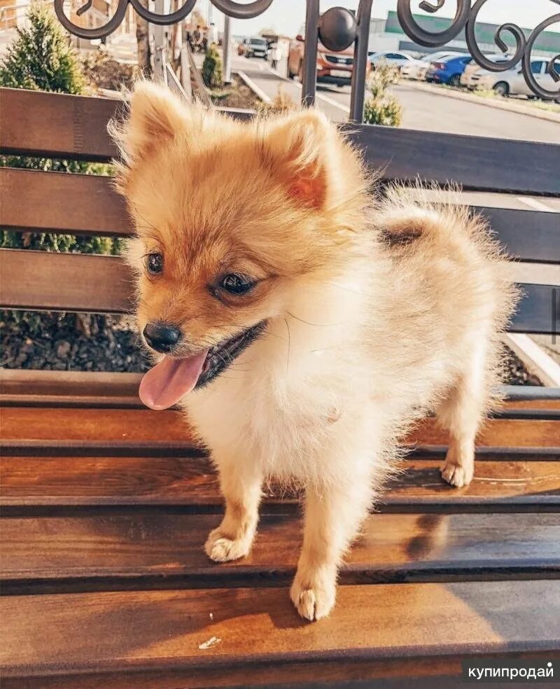Чистокровные щенки шпица. Маленькие собачки москва. Чихуахуа пуппи. Шпиц памиранский карлик. Маленькие собачки москва.
