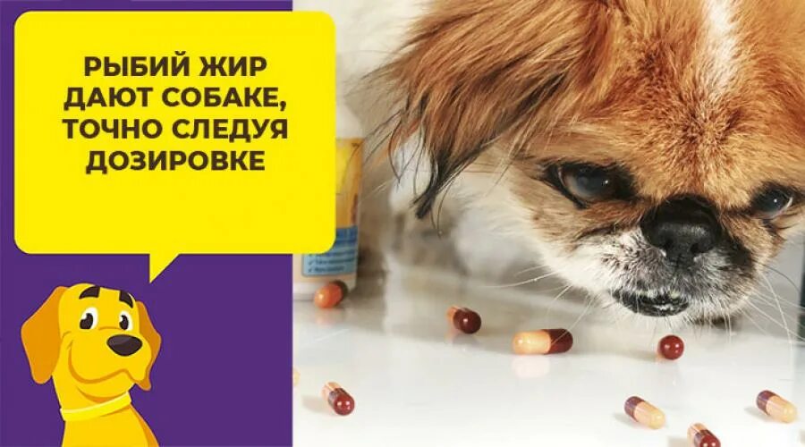 Можно ли давать жир собакам