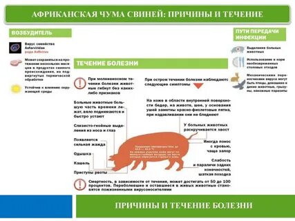 Африканская чума симптомы