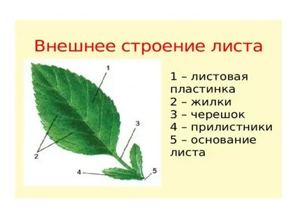 Внешнее строение листа форма жилкование