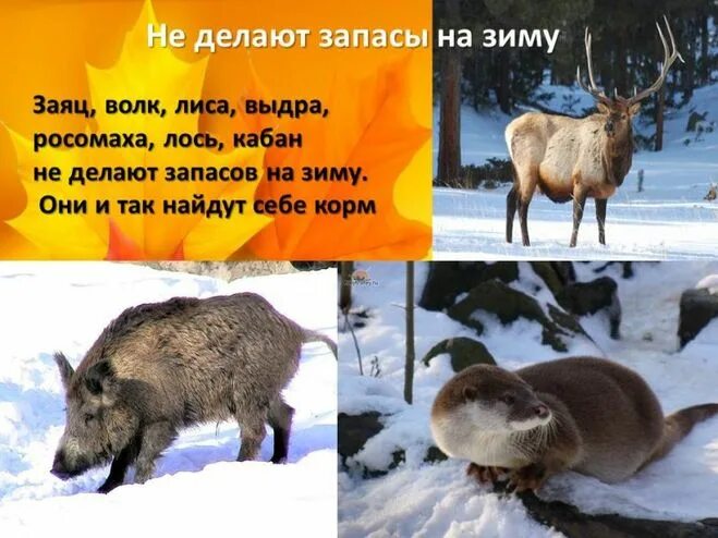 Перед наступлением зимы некоторые животные. Животные запасают пищу на зиму. Зимующие животные которые запасают корм. Животные которые запасаю еду на зиму. Животные которые не запасаются на зиму.