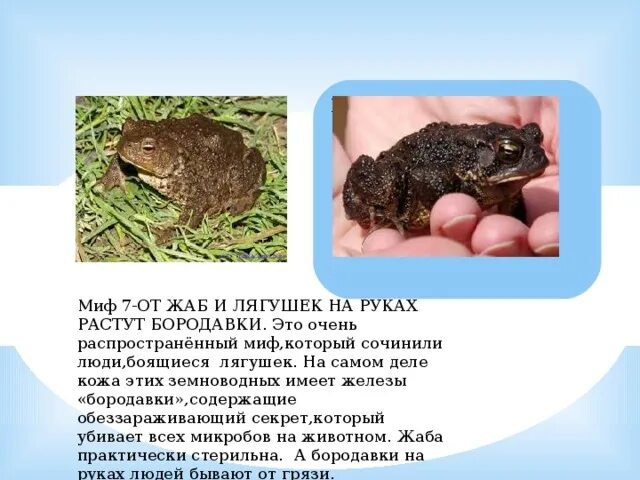 Бородавки от жаб. Факты о жабах. мифы о жабах. мифы о лягушках. интересные факты о лягушках.