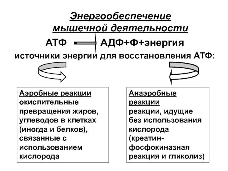 Энергия необходимая для работы мышц