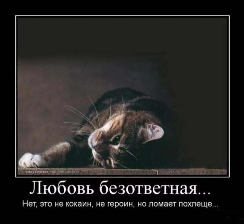 Безответная любовь предложение. Безответная любовь. высказывания о безответной любви. афоризмы о безответной любви. цитаты про безответную любовь.