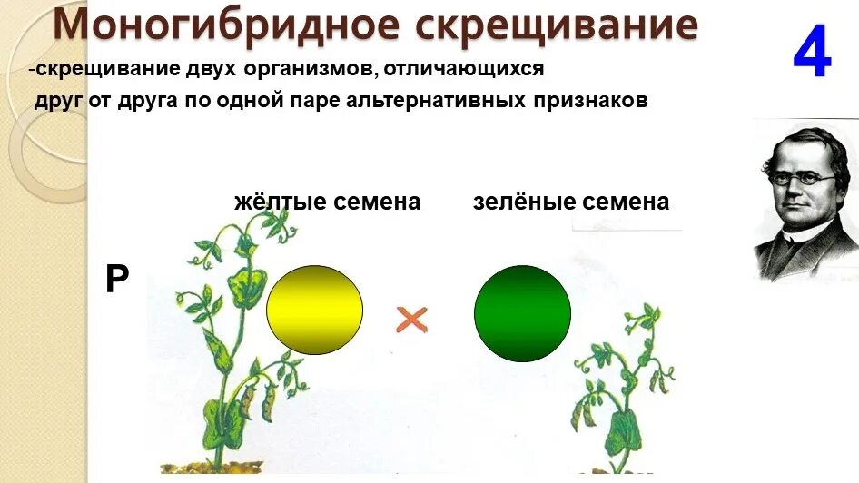 Укажите моногибридное скрещивание. Моногибридное скрещивание 1:1. Моногибридное скрещивание Мендель. Моногибридное скрещивание рисунок. Моногибридное скрещивание генотип.