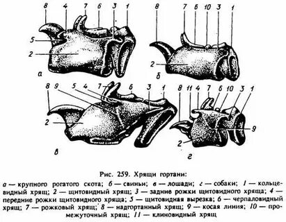 Гортань животных