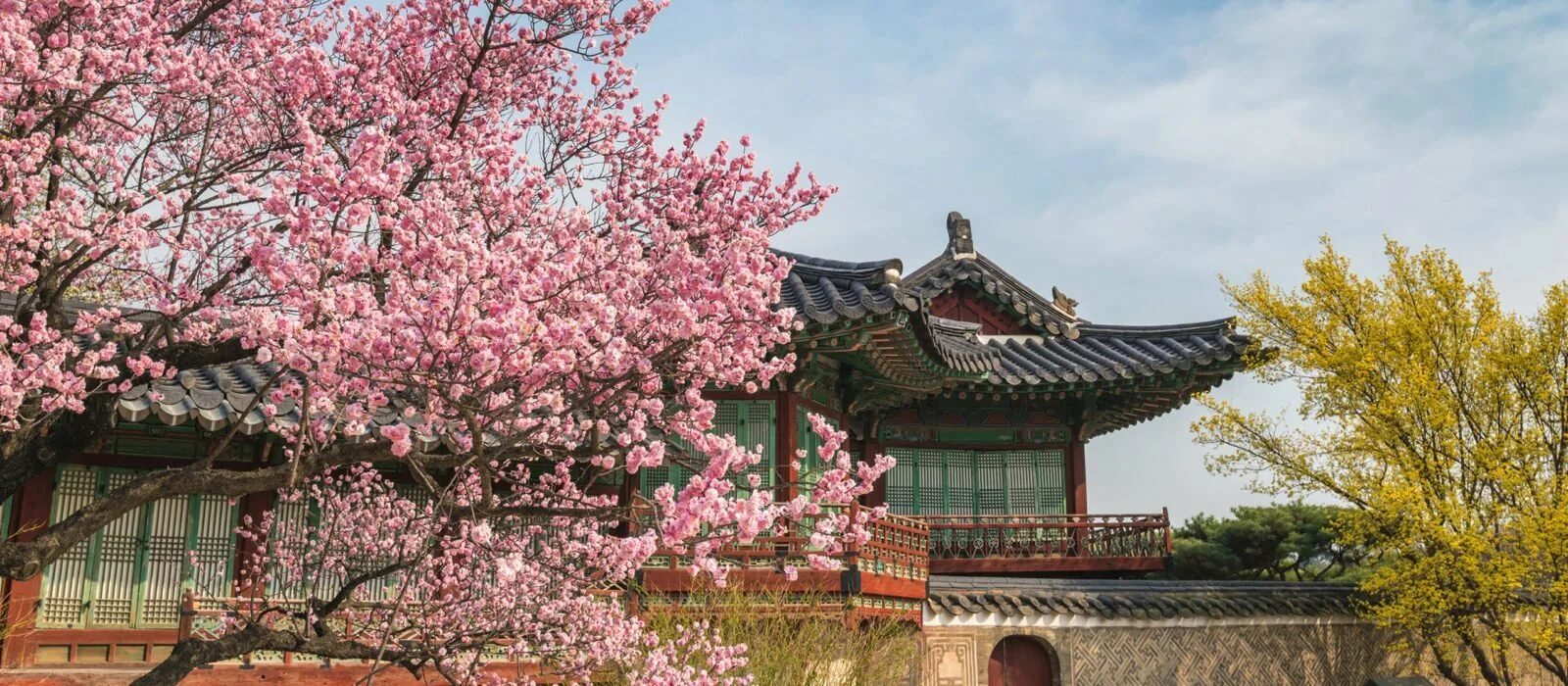 Южные сакуры. Сеул дворец кёнбоккун Сакура цветет. Корея черри блоссом. Сеул Южная Корея цветение Сакуры. Корея Сеул Сакура.