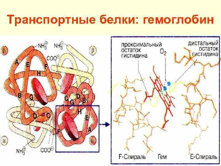 Транспортные белки. Примеры транспортных белков. Транспортные белки примеры. Транспортные белки крови. В состав входят транспортные белки