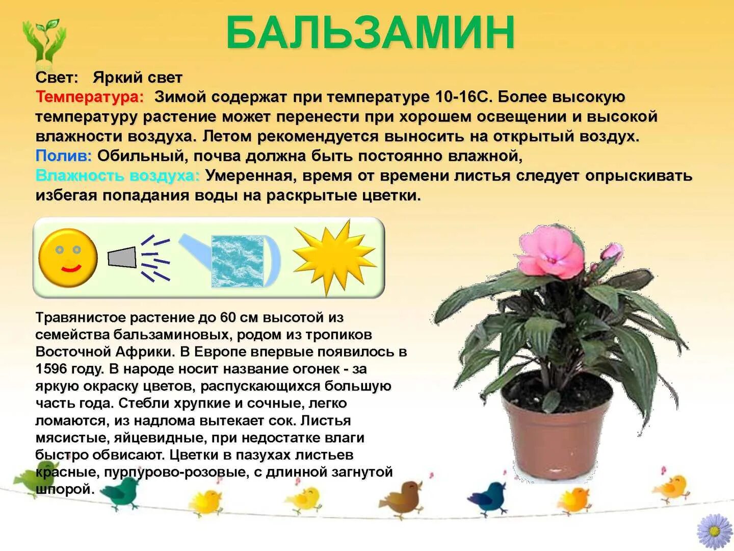 При какой температуре можно выносить комнатные цветы. Бальзамин и бегония. Бальзамин комнатный желтый. Комнатные растения описание.