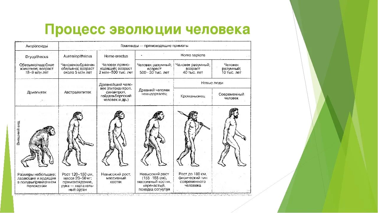 Эволюция человека таблица гоминид. Эволюция человека Антропогенез таблица. Основные стадии антропогенеза рисунок. Происхождение человека Антропогенез таблица.