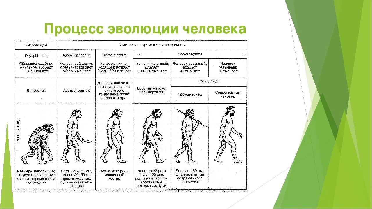 Исторические этапы эволюции. Эволюция человека таблица гоминид. основные этапы антропогенеза схема. эволюция человека антропогенез таблица. этапы развития человека биология схема.