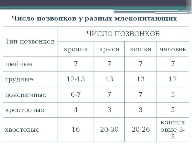 Число отделов позвоночника млекопитающих. Количество позвонков у разных видов животных. Количество позвонков у млекопитающих разных видов. Количество шейных позвонков у животных. Количество поясничные позвонков у разных животных.