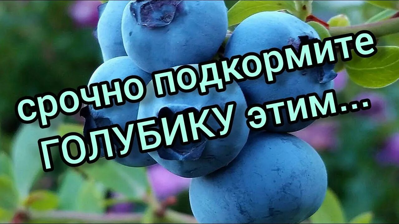 Чем подкормить голубику на зиму. Удобрение для голубики весной. чем подкормить голубику. подкормка голубики весной. чем подкормить голубику садовую.