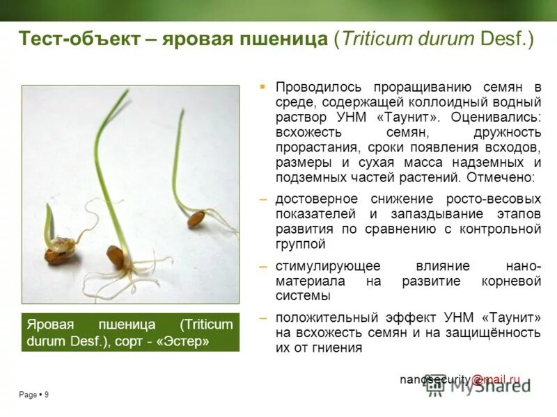 Через какое время прорастают семена. Прорастание семян пшеницы. Всхожесть семян пшеницы. Дружность прорастания семян. Период прорастания и всходов пшеницы.