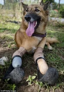Коля собака