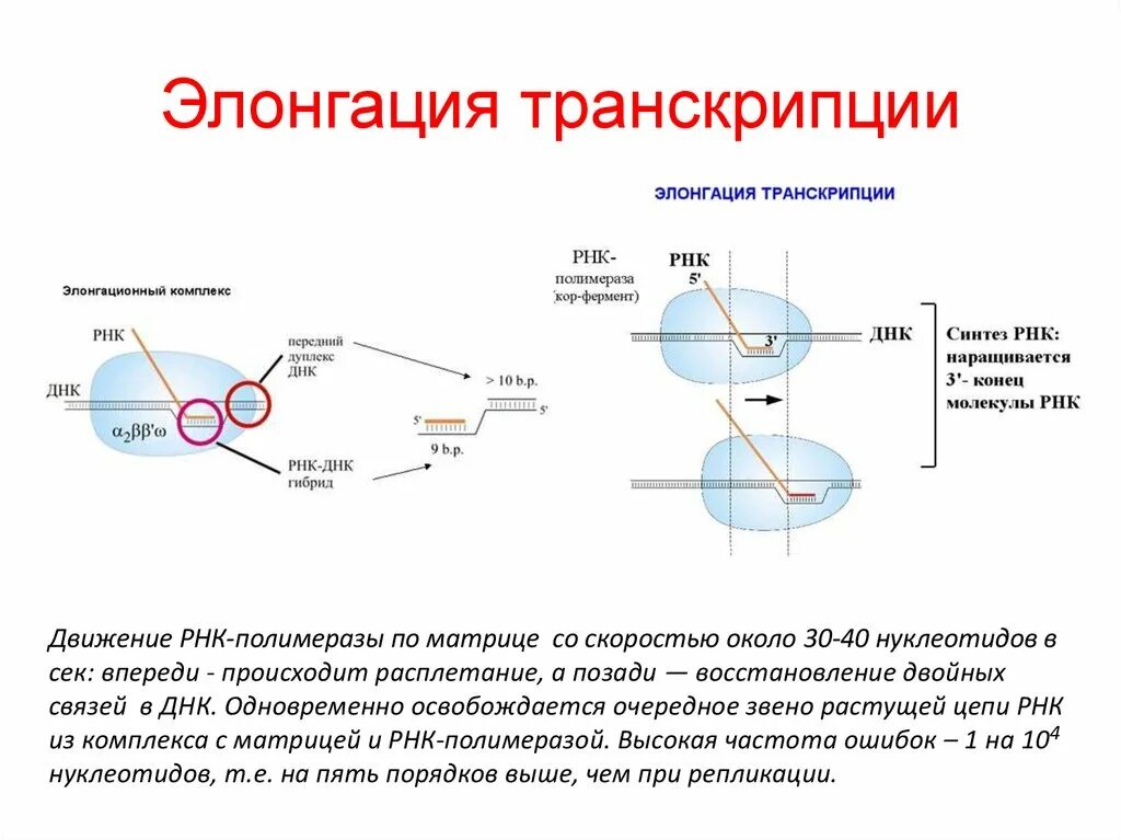 Процесс синтеза РНК на матрице ДНК. Синтез МРНК на матрице ДНК. Синтез ДНК на матрице РНК происходит с участием фермента .... Фермент, катализирующий Синтез ДНК на матрице РНК.