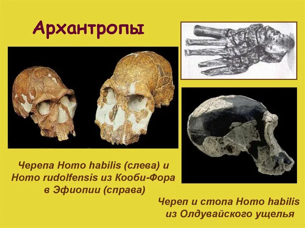 Архантропы особенности строения. Строение головного мозга архантропа. Архантропы (homo Erectus).