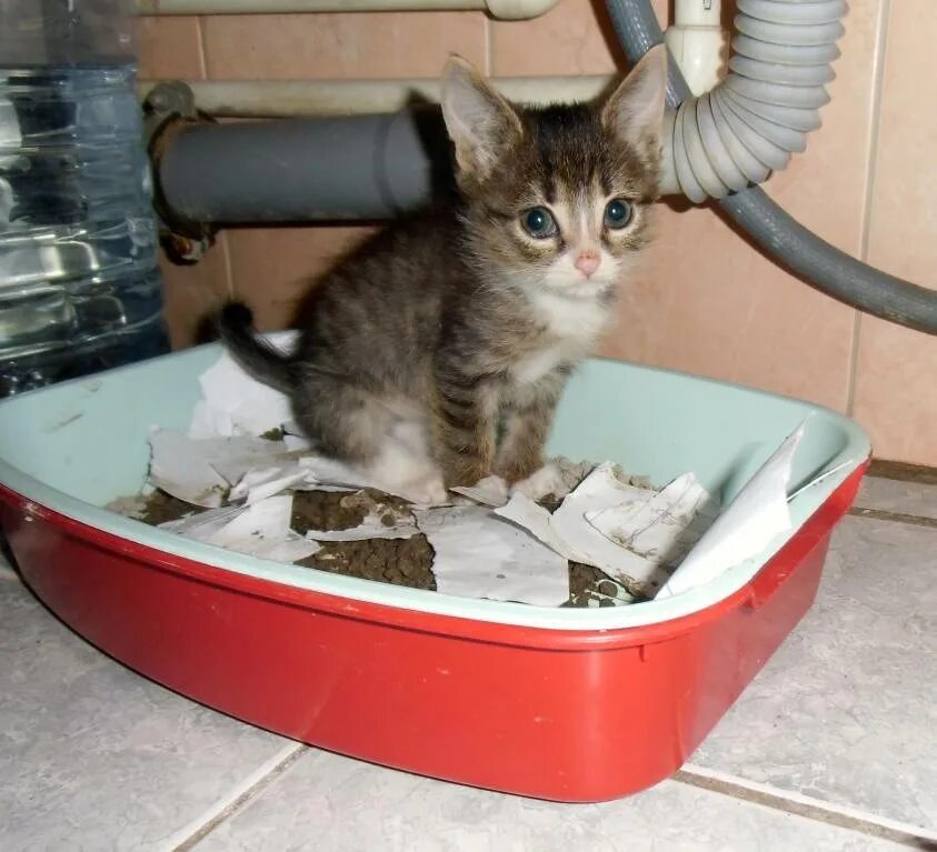 Можно ли кота приучить к лотку. Лоток для котят. приучение котенка к лотку. котенок ходит в лоток. лоток для котят 2 месяца.